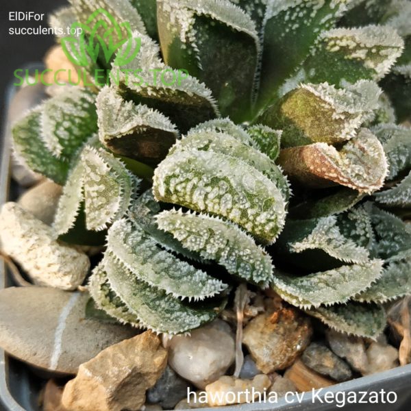 haworthia cv kegazato