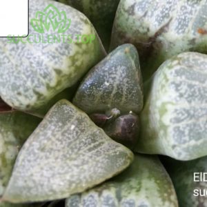 haworthia emelyae GM 267