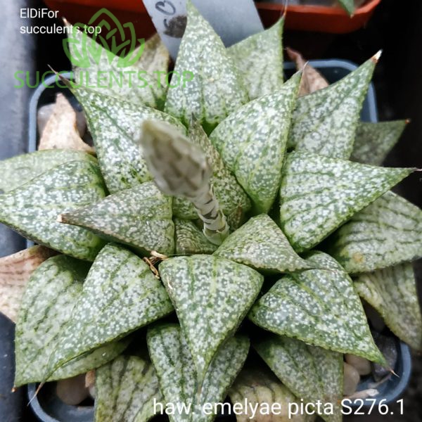 haworthia emelyae picta S276.1