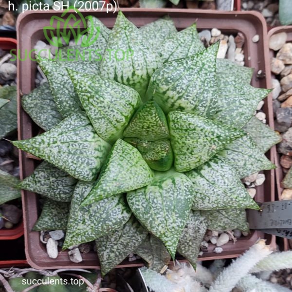 haworthia emelyae picta SH