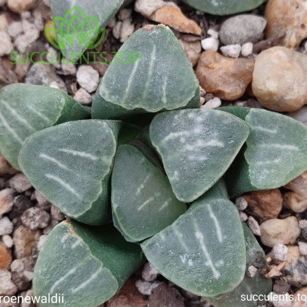 haworthia groenewaldii (2)