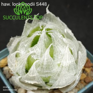 haworthia lookwoodii S448