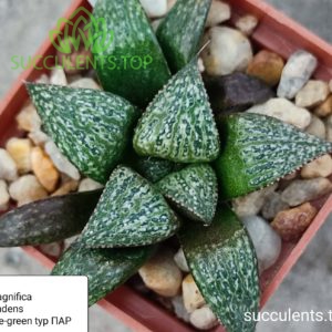 haworthia magnifica splendens