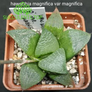 haworthia magnifica var magnifica