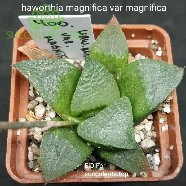 haworthia magnifica var magnifica