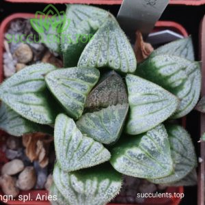 haworthia magnifica var splendens aries