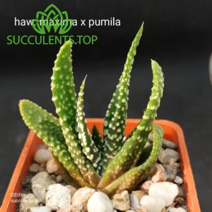 haworthia maxima x pumila