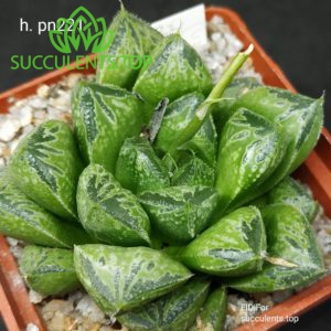 haworthia pn221