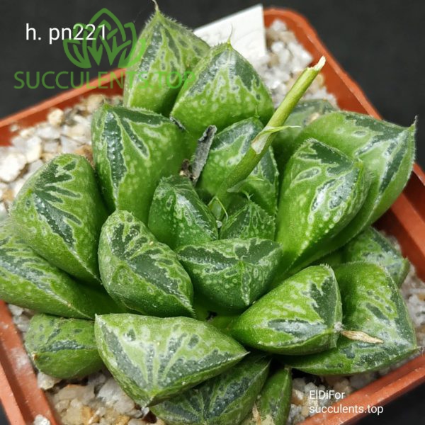 haworthia pn221