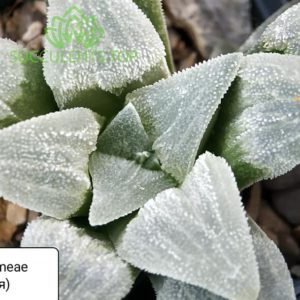 haworthia pygmeae ПАР white