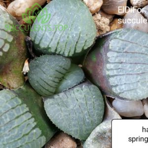 haworthia springbokvlakensis