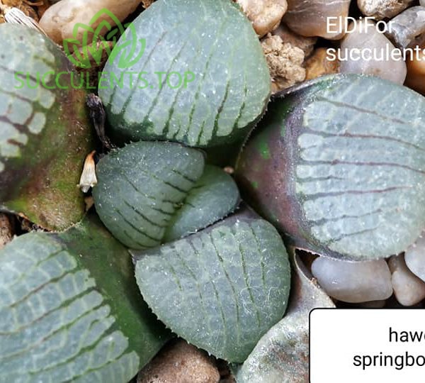 haworthia springbokvlakensis