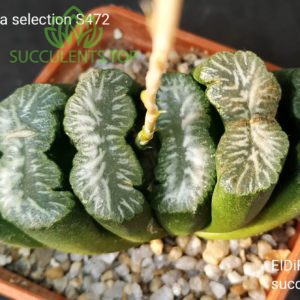 haworthia truncata S472