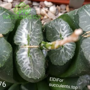 haworthia truncata S76