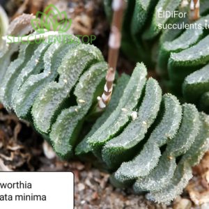 haworthia truncata minima