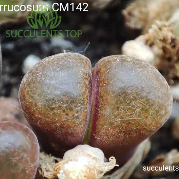 verrucosum CM142